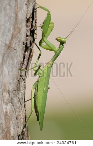 Praying Mantis