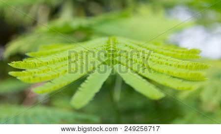 A Green Leaf On The Blurry Background.