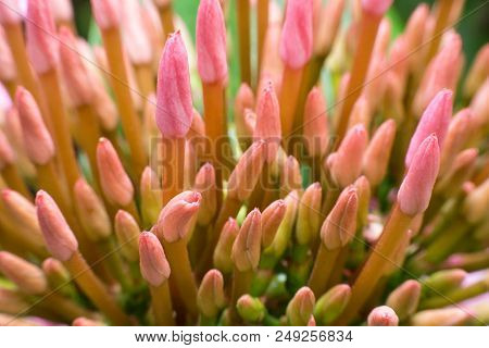 Close Up Lxora Coccinea Flower Bud In A Garden.