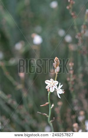 Hollow-stemmed Asphodel Flower Close Up - Latin Name - Asphodelus Fistulosus