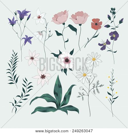 Vector Set With Wild Meadow Flowers. Isolated Collection