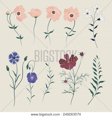 Vector Set With Wild Meadow Flowers. Isolated Collection