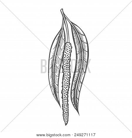Birch Branch, Bud Tree, Hand Drawn Isolated On White