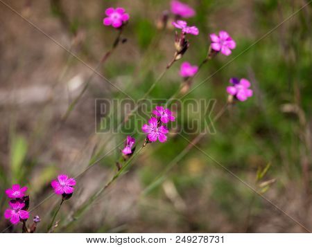 Small Pink Flowers In The Steppe Outdoors .