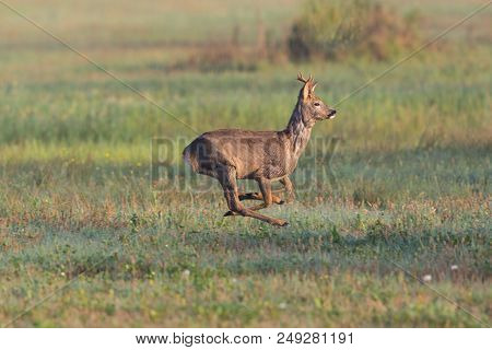 Running Young Natural Roebuck (capreolus) In Green Grass