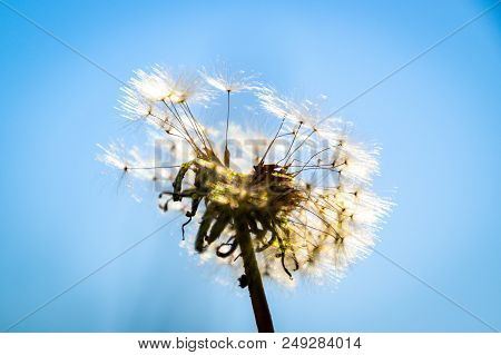 Dandelion Macro Contrastly Growing On Spring Meadow