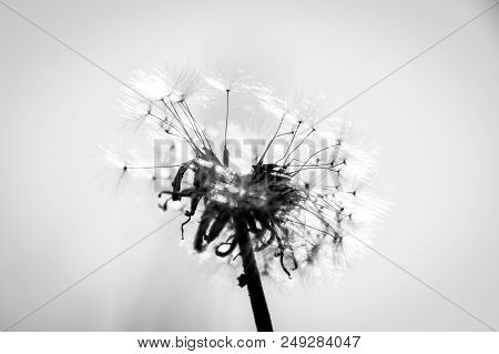 Dandelion Macro Contrastly Growing On Spring Meadow