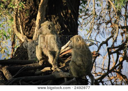 To Olive bavianer i et træ