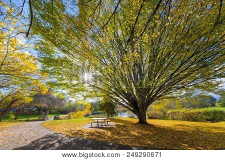 Big Old Tree At Commonwealth Lake Park In Beaverton Oregon With Sun Star Burst During Fall Season