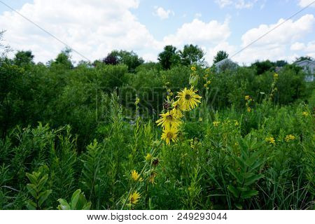 A Compass Plant (silphium Laciniatum) Blooms In The Rock Run Preserve Of The Will County Forest Pres