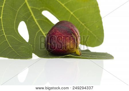 Martineca Rimada Fig On Leaf