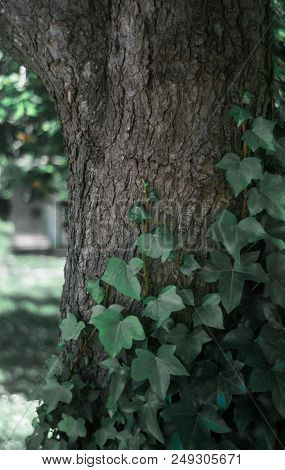 Many Leaves Grow Up On The Tree