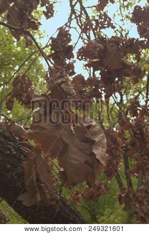 Oak Twig With Big Cluster Of Lush Dry Foliage At Picturesque Trunk. Particle Of Autumn Is Adjacent T