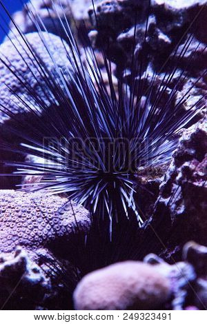 Black Sea Urchin Also Called Lime Urchin Diadema Antillarum Wedged Between Corals On A Coral Reef.