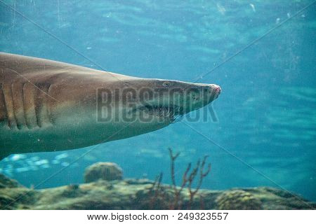 Blacktip Shark Carcharhinus Limbatus Swims