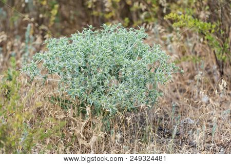 Close Up Of Field Eryngo Or Eryngium Campestre Growing In A Nature Area
