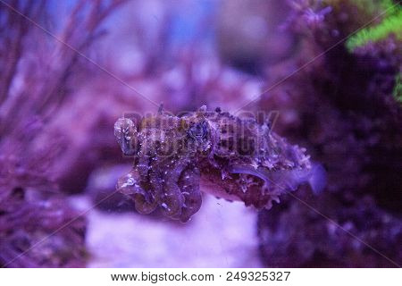 Dwarf Cuttlefish Sepia Bandensis
