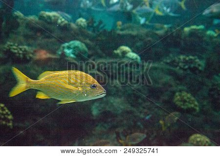 French Grunt Fish Haemulon Flavolineatum With Bright Blue Eyes Swims Across A Coral Reef.