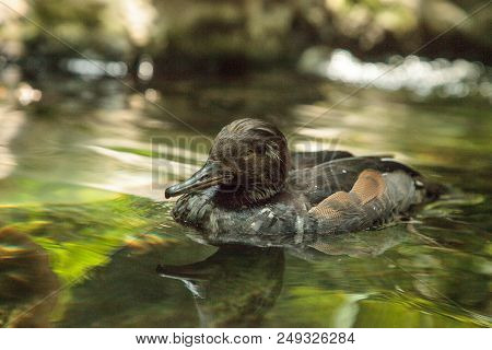 Hooded Merganser Mergus Cucullatus Duck