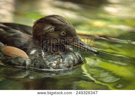 Hooded Merganser Mergus Cucullatus Duck