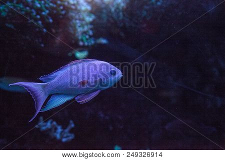 Pink Flasher Wrasse Paracheilinus Carpenteri