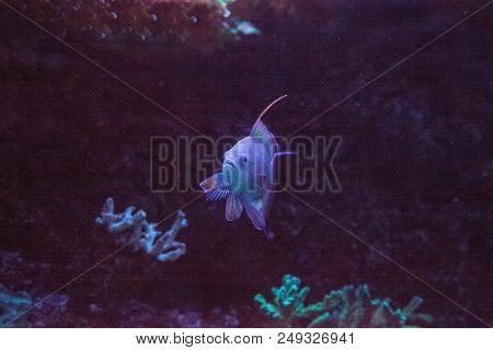 Pink Flasher Wrasse Paracheilinus Carpenteri