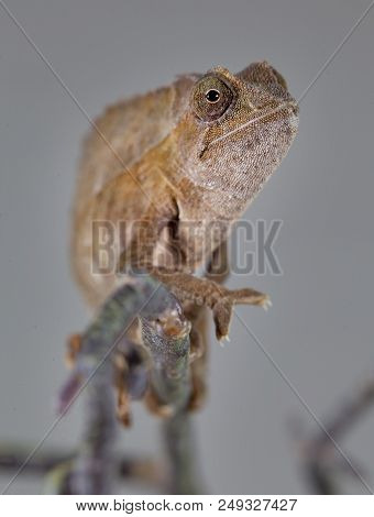 Ramphaleon Portrait In Studio With Grey Background