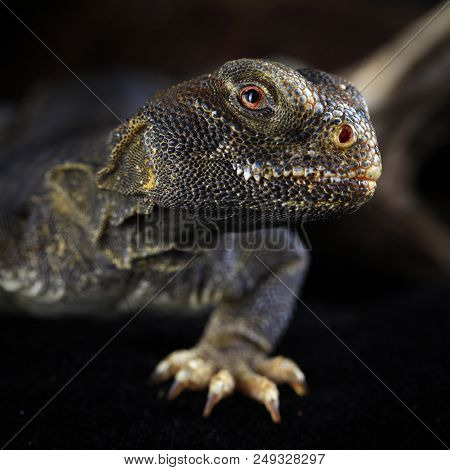 Urosmastyx Aegypcian Portrait In Studio With Dark Background