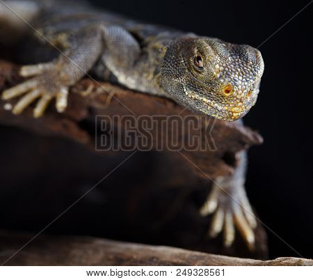 Urosmastyx Aegypcian Portrait In Studio With Dark Background