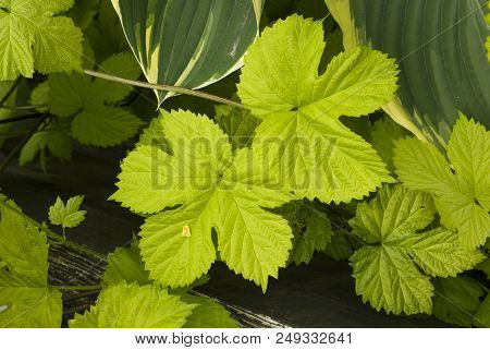 Intimate View Of The Yellow Green Leaves Of A Climbing Plant Growing Amongst Variegated Hostas, Vand