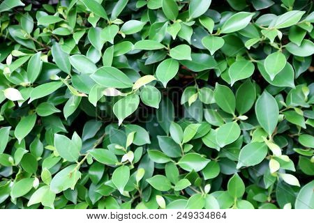 Banyan Tree Or Ficus Annulata Or Ficus Bengalensis