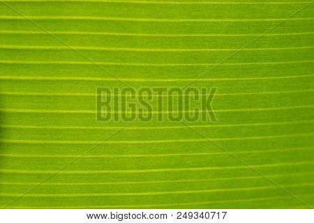 Horizontal Stripes On A Green Banana Palm Leaf Background