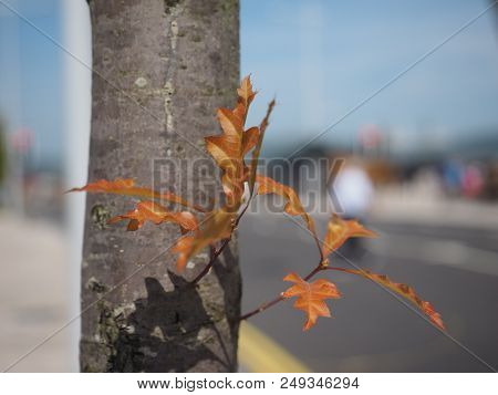 Leaves Of An Oak (quercus Robur) Tree