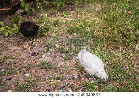 Chickens Being Fed In A Yard At A Farm