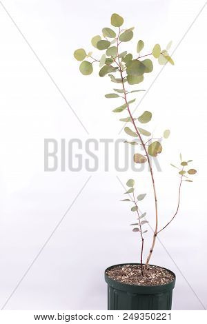 Eucalyptus Polyanthemos Tree Pot In Front Of White Background