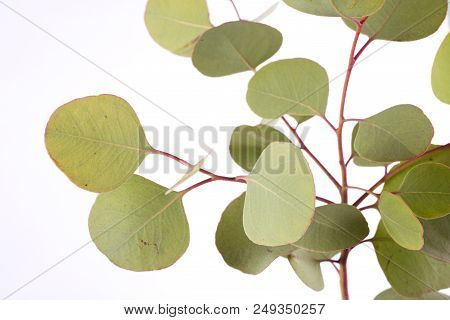 Eucalyptus Polyanthemos Leaves In Front Of White Background