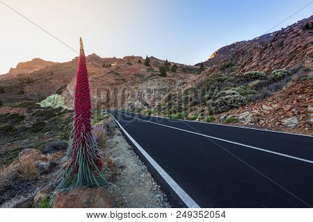 Endemic Beautiful Flower Tajinaste Rojo (echium Wildpretii) Near Road Line. Teide National Park, Ten