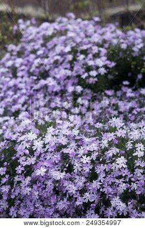 Background With Many A Violet And Purple Flowers