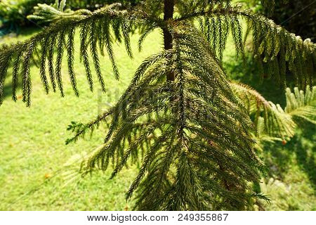 Soft Focus Of Branch And Leaves Pine Tree In The Morning, Ecological Concept, Space For Text In Temp