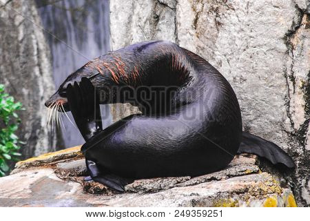 A Black Seal Stratching Its Own Head