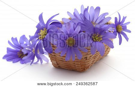 Anemone Blanda Blue Shades Or Grecian Windflowers