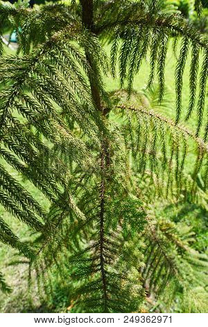 Soft Focus Of Branch And Leaves Pine Tree In The Morning, Ecological Concept, Space For Text In Temp