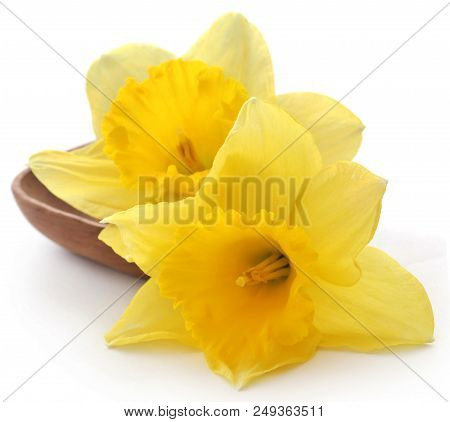 Closeup Of Flower Daffodil Over White Background