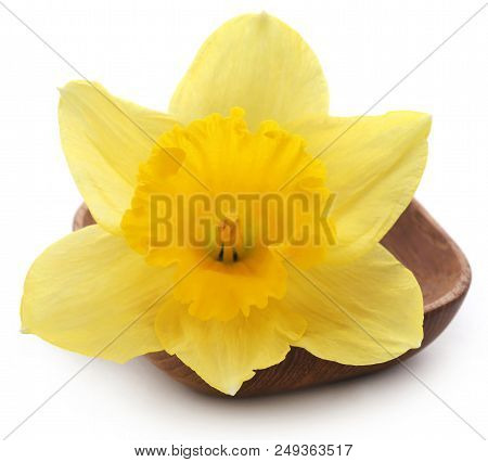 Closeup Of Flower Daffodil Over White Background