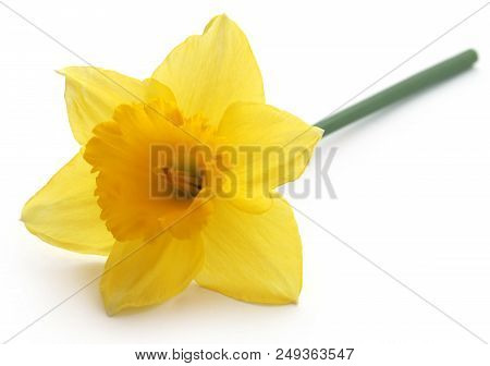 Closeup Of Flower Daffodil Over White Background