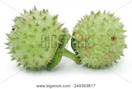 Closeup Of Medicinal Datura Fruits Over White Background
