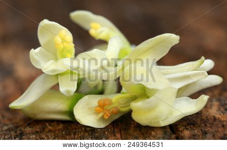 Closeup Of Edible Moringa Flowers In Timber Surface