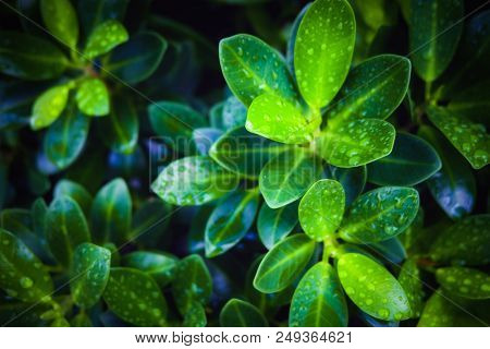 Natural Green Leafs With Water Droplets After Raining Season. It Is Very Freshness And Humidity.