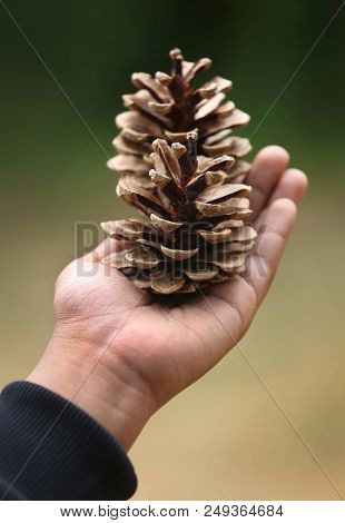 Closeup Of Hand Holding Pine Cone Nature Outdoor