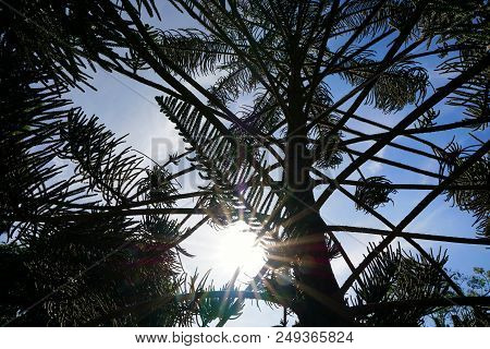 Looking Up Of Branch And Leaves Pine Tree With Sun In The Morning, Ecological Concept, Space For Tex